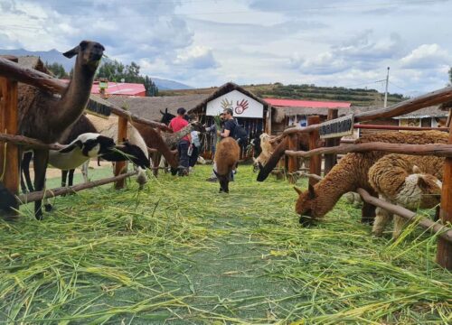 Lhama: Descubra o Fascinante Animal dos Andes Peruanos
